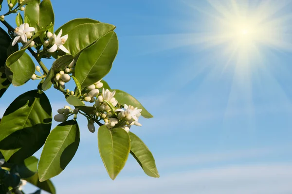 El sol brilla en un naranjo de ramas florecientes . —  Fotos de Stock