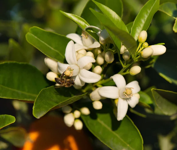 Bee on white flowers of orange tree.