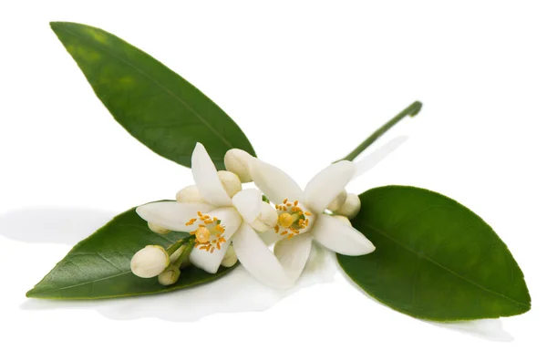 Close up of orange or tangerine blossom. — Stock Photo, Image