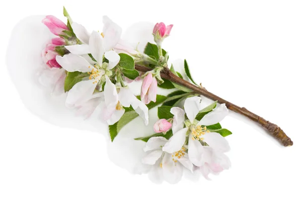 Apple twig in bloom. — Stock Photo, Image