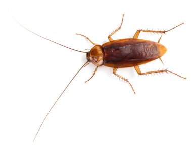 American cockroach (Periplaneta americana)  of large size with long mustache and wings. Isolated on a white background, top view. clipart