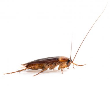 American cockroach (Periplaneta americana)  of large size with long mustache and wings. Isolated on a white background. clipart