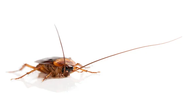 Vooraanzicht Van Amerikaanse Kakkerlak Periplaneta Americana Met Lange Snor Solated — Stockfoto