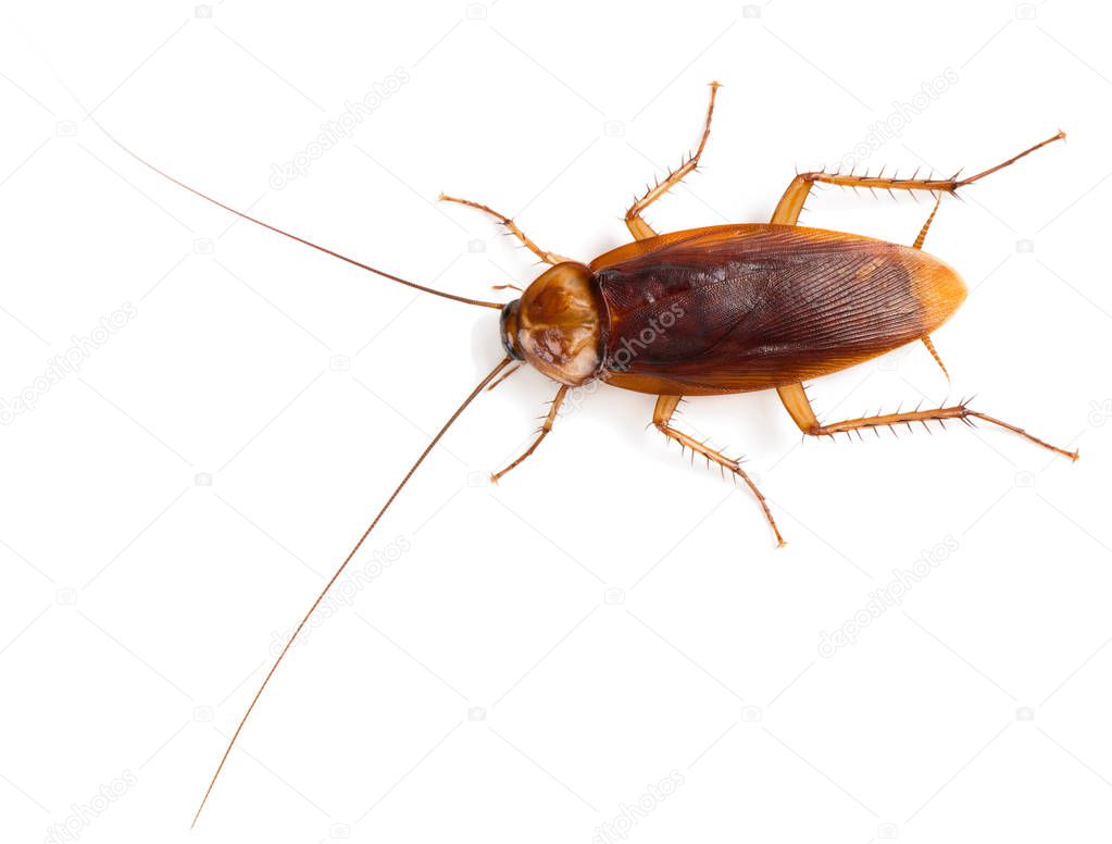 American cockroach (Periplaneta americana)  of large size with long mustache and wings. Isolated on a white background, top view.