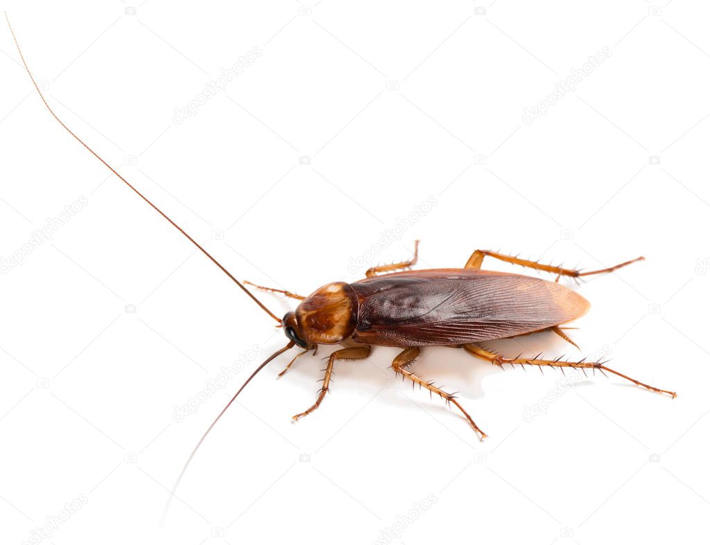 View from side of American cockroach (Periplaneta americana) with long mustache and wings, solated on a white background.