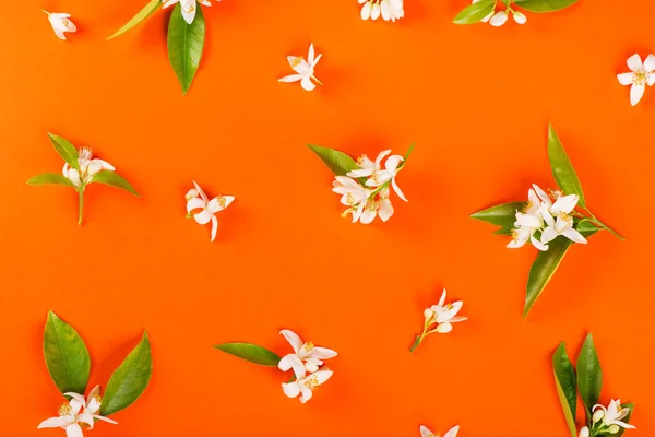 Blossom Pohon Oranye Dan Daun Hijau Dengan Latar Belakang Oranye — Stok Foto