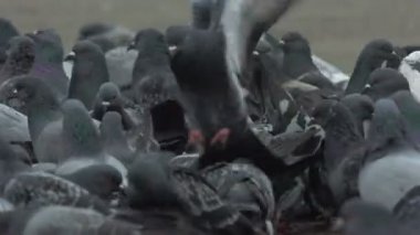 Çeşme güvercinler kalan büyük bir sürü