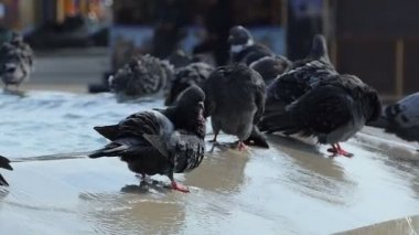 Çeşme güvercinler kalan büyük bir sürü