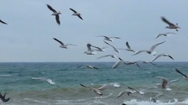 Martı su üzerinde oturur