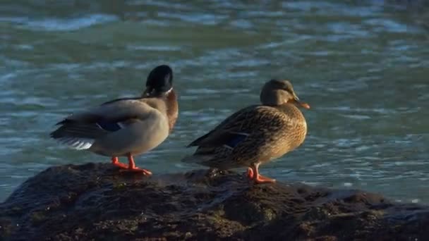 Denizin Içinde Bir Kaya Üzerinde Ördekler Oturuyorsun — Stok video