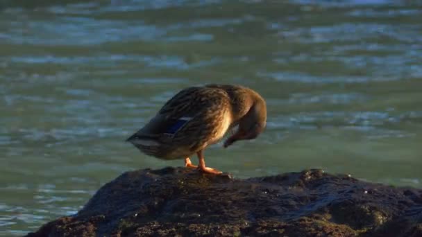 Enten Sitzen Auf Einem Felsen Meer — Stockvideo