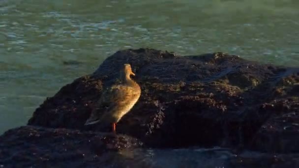 Les Canards Sont Assis Sur Rocher Dans Mer — Video