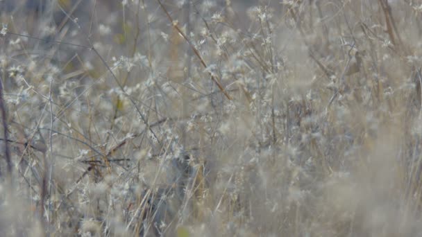 Gedroogd Winter Gras Het Bos — Stockvideo