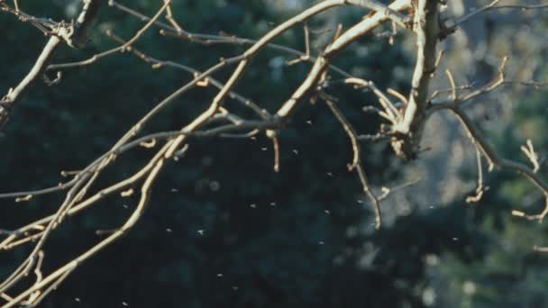 小飞虫群 — 图库视频影像