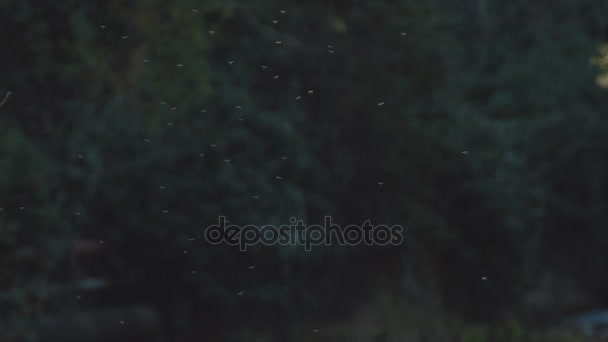 un troupeau de moucherons Extérieur 