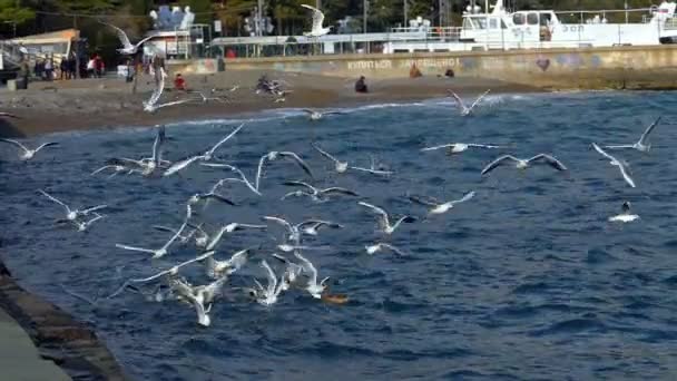 Seagull and sea — Stock Video