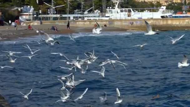 Gaivota e mar — Vídeo de Stock