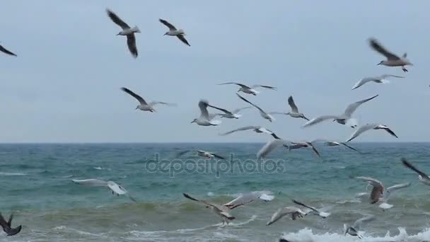 Gaviota y mar — Vídeos de Stock