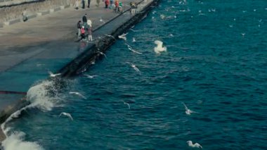 Martılar ve güvercinler yakın kişi sinek ve ekmek yakalamak