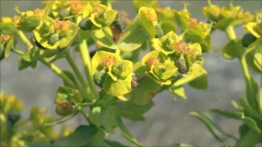 Ormandaki yabani çiçek