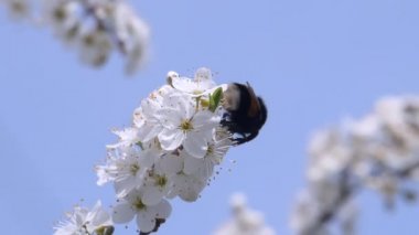 Bumble bee nektar toplar