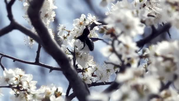 Abeja Bumble recoge néctar — Vídeo de stock