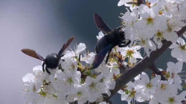 Bumble bee collects nectar — Stock Video