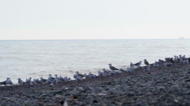 Martıları ve denizi. Akşamları martılar ve albatroslar denizin arka planına karşı sahilde oturuyorlar. Uzakta bir gemi yüzüyor. 4k