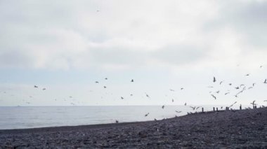 Martıları ve denizi. Martılar ve albatroslar akşam plajda denizin arka planında oturuyorlar. Akşamları martılar denizin üzerinde uçar. 4k