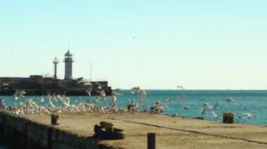 Martı deniz feneri ve deniz. Martılar eski rıhtımdan havalanıp bir deniz fenerinin arka fonuna yaslanırlar. 4k