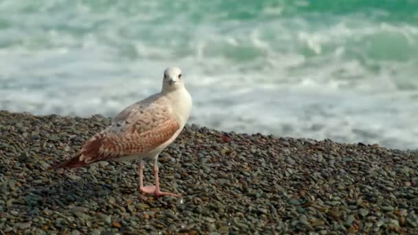 Uma jovem gaivota no litoral está descansando . — Vídeo de Stock