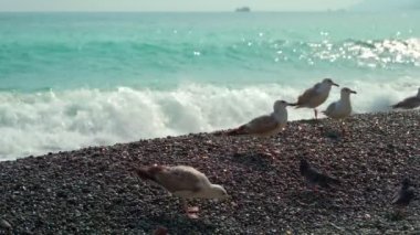 Deniz kenarındaki genç martılar dinleniyor ve ekmek yiyorlar..