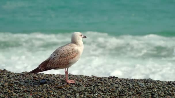 A young seagull on the seashore is resting. — Stock Video