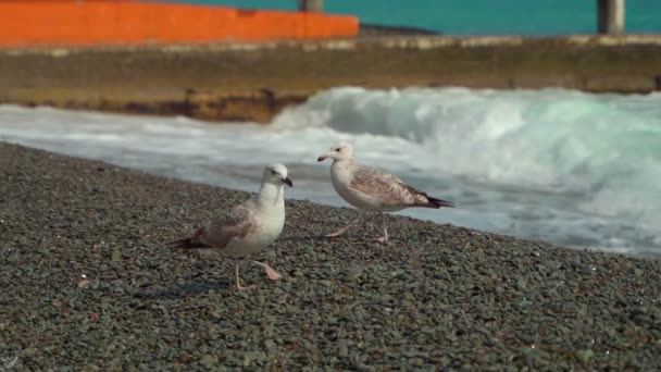 Un giovane gabbiano in riva al mare sta riposando. Un altro gabbiano vola — Video Stock