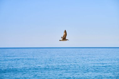 Güneşli bir günde denizin ve gökyüzünün arka planında uçan martılar.
