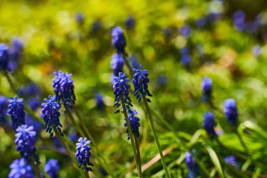 Baharda parkta yabani mor çiçekler. Flower Muscari Ermeniacum