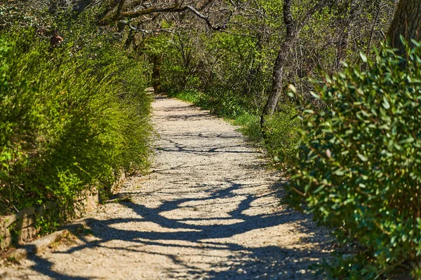 Baharda parkta çakıllı yürüyüş yolu. Parktaki Yol. — Stok fotoğraf