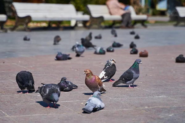 도시에 있는 비둘기들 이 햇빛을 받으며 바닥에 누워 있다 — 스톡 사진