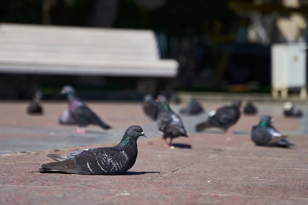 Las palomas de cerca en la ciudad yacen en el suelo descansando al sol — Foto de Stock