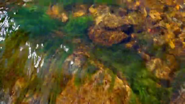 Klares Wasser Einem Kleinen Fluss Steine Unter Wasser Grünes Moos — Stockvideo