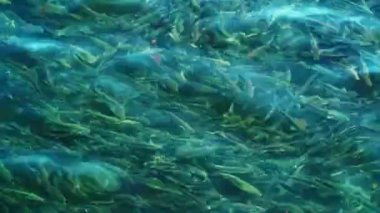 Kıyıya yakın, açık deniz suyunda büyük bir kefal sürüsü. 4k