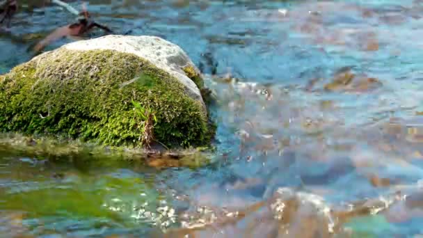 小さな川で澄んだ水 水中では 晴れた日に石の上に緑の苔 背景とリラクゼーションのための都市川 — ストック動画