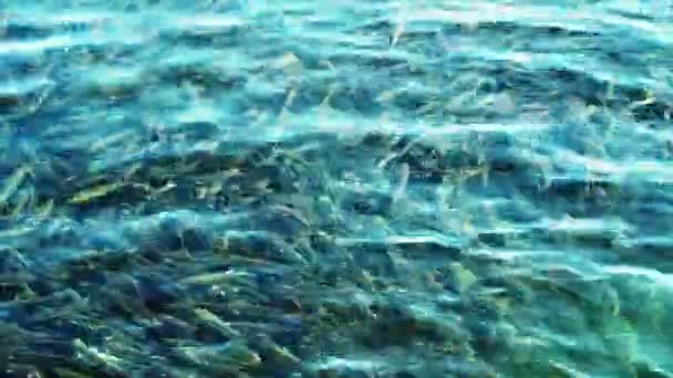 非常に明確な海の水ではなく 海岸近くの海の中にボラの大規模な群れ — ストック動画