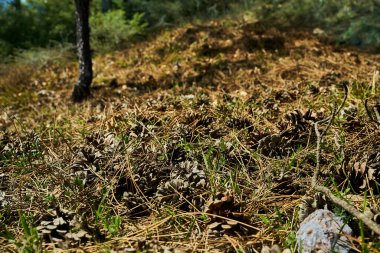 Kuru orman konileri iğnelerin üzerinde yerde yatıyor.