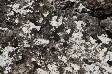 Büyük bir orman taşının dokusu, yosunlu beyaz ve siyah lekeli taş.