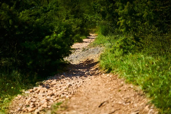 Forest trail in the spring forest. Footpath in summer green forest