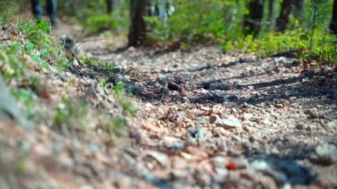 Spor ayakkabılı bir adamın bacakları ormanda bir patikada yürür.