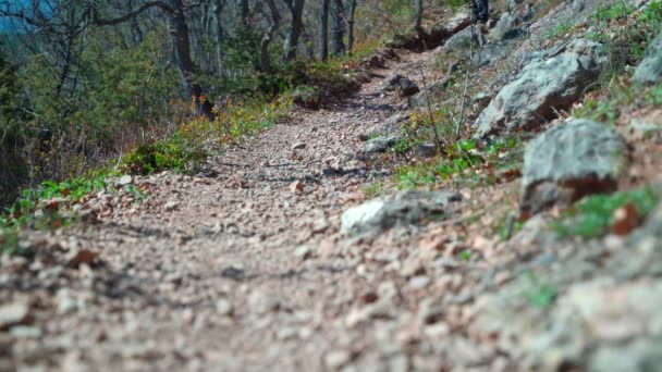 Spor ayakkabılı bir adamın bacakları ormanda bir patikada yürür.. — Stok video