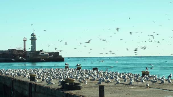 Farol, cais e um bando de gaivotas. Uma gaivota voa sobre um farol — Vídeo de Stock