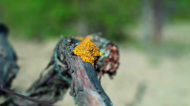 Jeune branche de vigne à mousse jaune dans un vignoble non mûr — Video